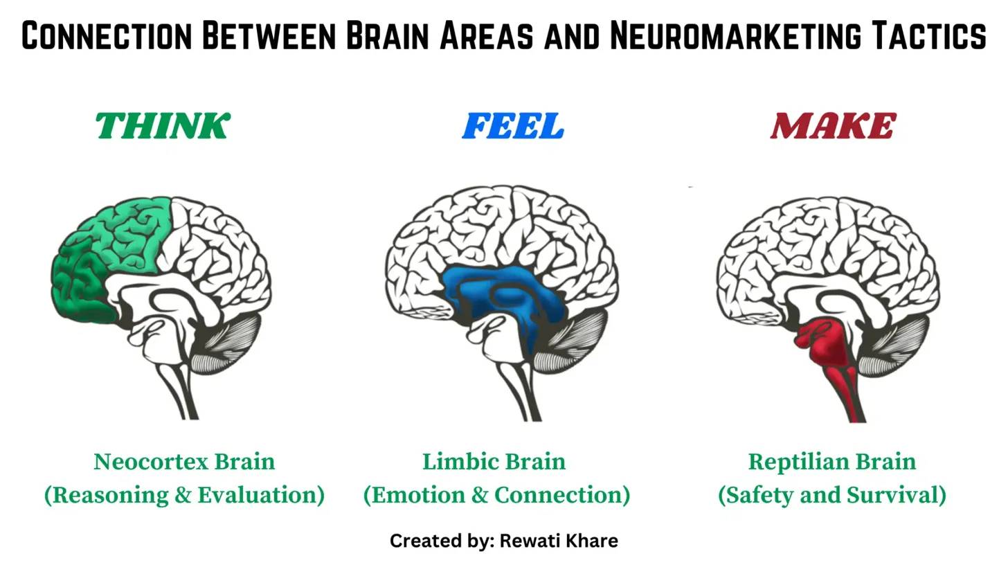 Neuromarketing brain area illustration